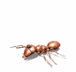 Buy Live Ants